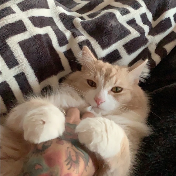 MEET YOUR RESCUE MAMA! โญ๏ธ๐๐๐๐ถ๐ด - Picture 13 of 17